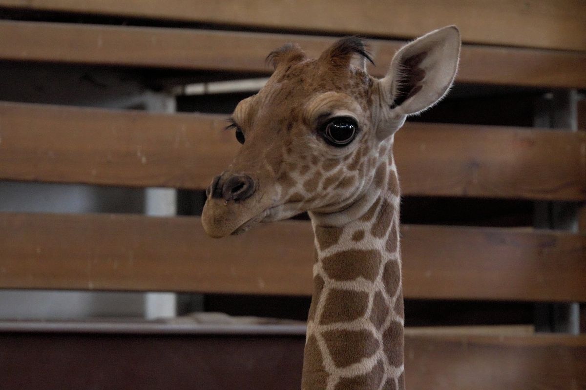 Je to zvědavec. Měsíční žirafí sameček Lenny Lu ve Dvoře Králové sílí. Podívejte se, jak se mu daří