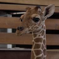 Sameček žirafy síťované Lenny Lu vyrůstá v zázemí Safari Parku Dvůr Králové a jeho narození je významným okamžikem po více než desetileté pauze v odchovu tohoto druhu.