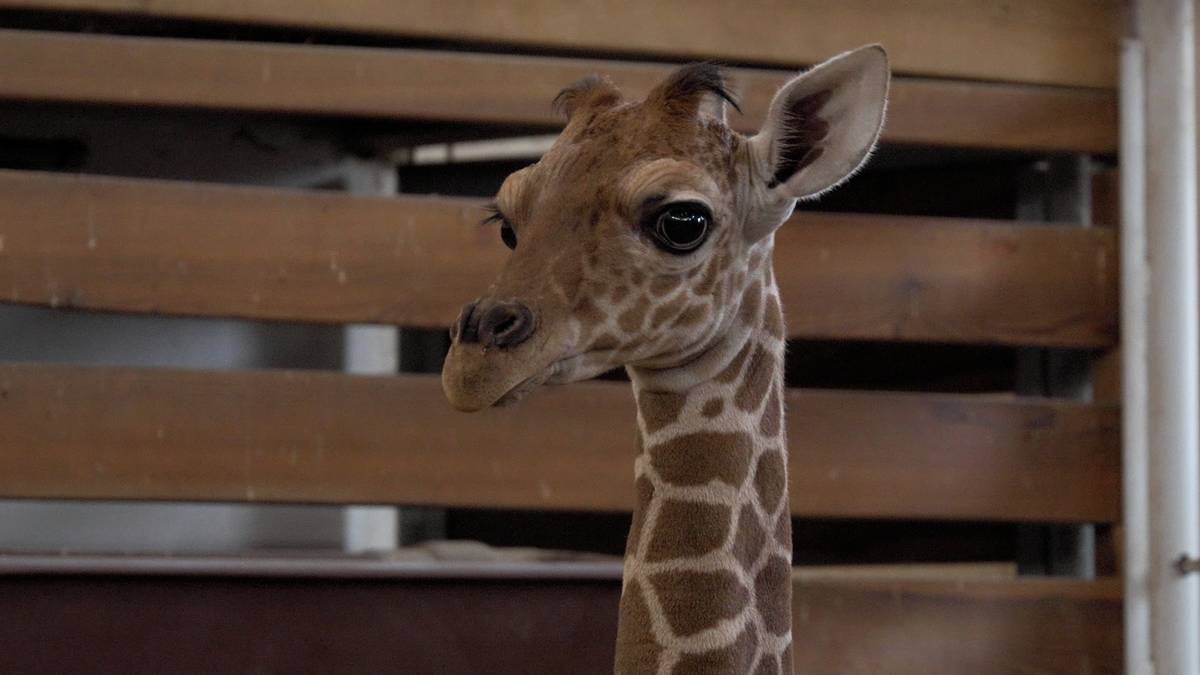 Sameček žirafy síťované Lenny Lu vyrůstá v zázemí Safari Parku Dvůr Králové a jeho narození je významným okamžikem po více než desetileté pauze v odchovu tohoto druhu.