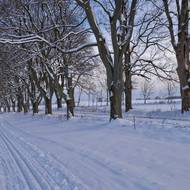 Běžkaři využívají vhodných podmínek také v okolí Žďáru nad Sázavou. Snímek je z Řádkovy louky