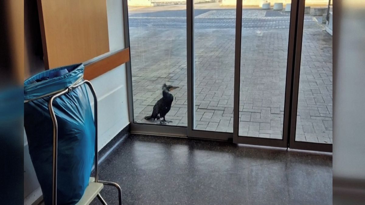 Poraněný kormorán si došel sám na kliniku. Zobákem klepal na dveře pohotovosti