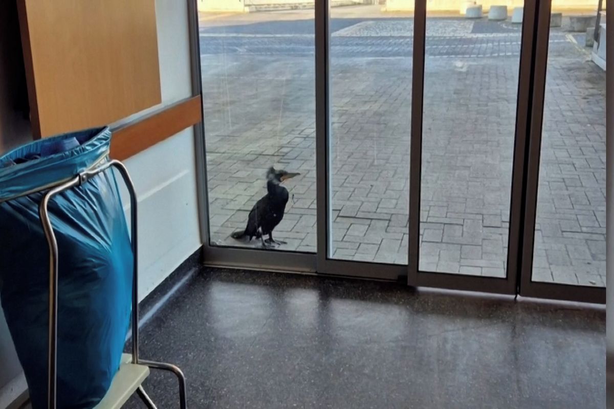 Poraněný kormorán si došel sám na kliniku. Zobákem klepal na dveře pohotovosti