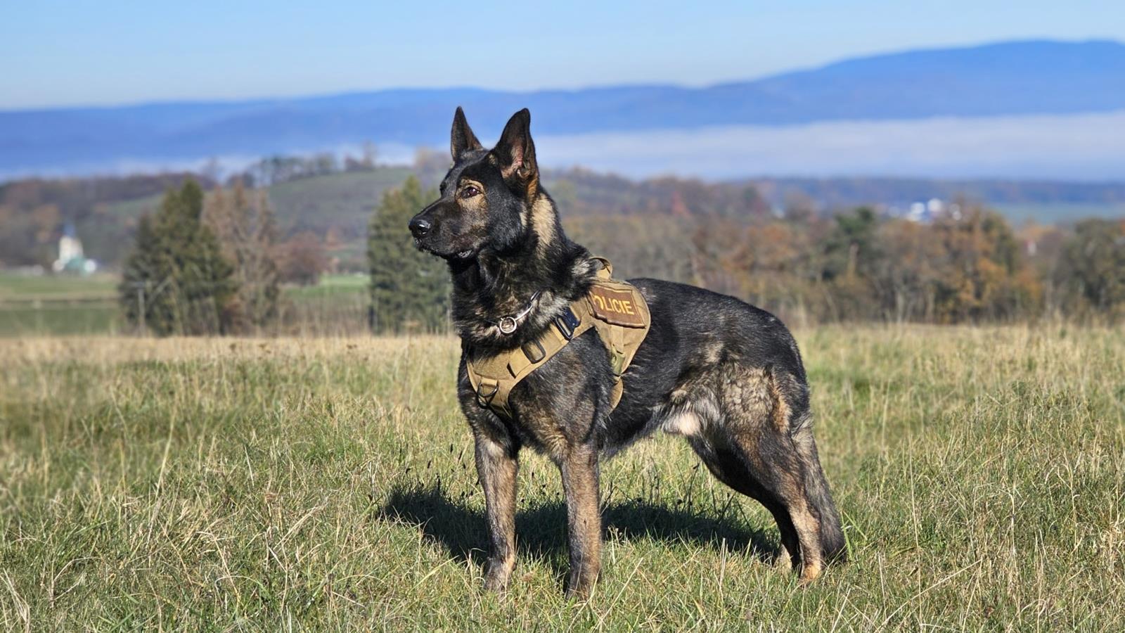 Dva mladé zloděje v Šumperku vypátral policejní pes Adin