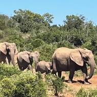 Potkat rodinku slonů a čekat, než přejde, to je zážitek, na který se nezapomíná.