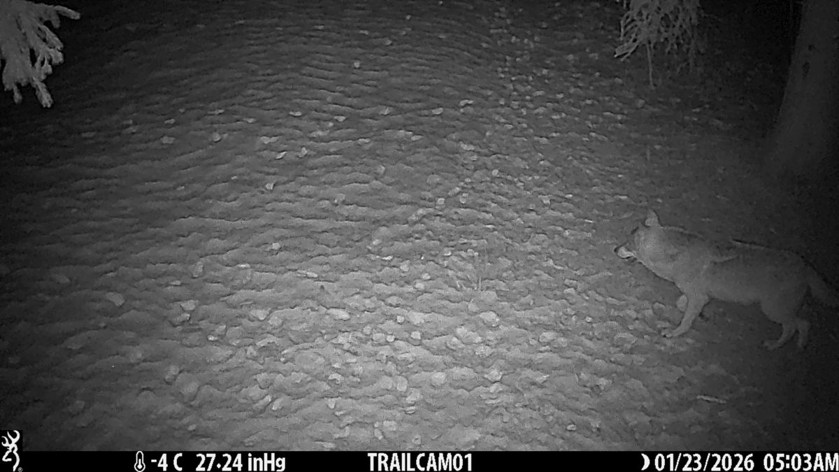 V Orlických horách žije nejméně 13 vlků