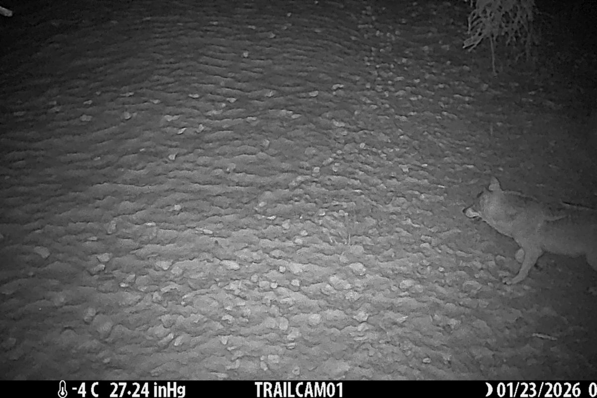 V Orlických horách žije nejméně 13 vlků