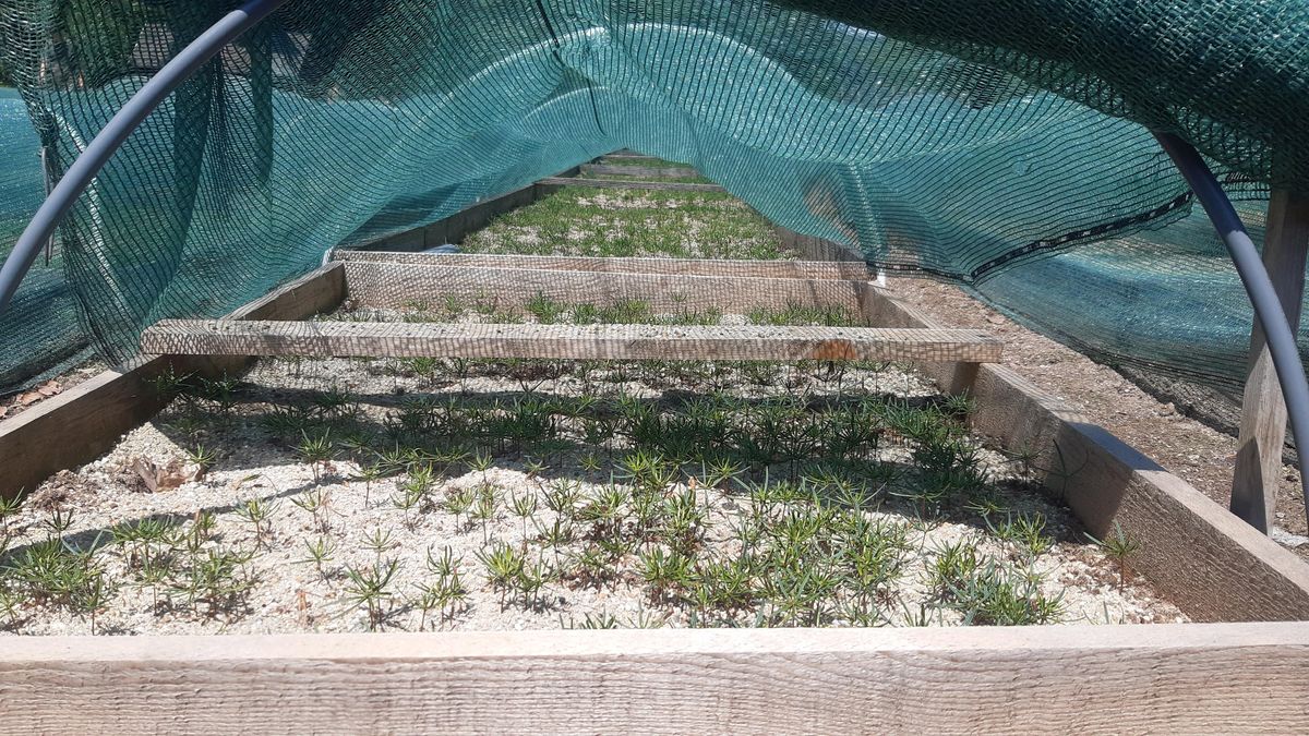 Třídit semena jehličnanů rentgenem se vyplatí, čeští lesníci kvůli tomu museli do Nizozemska