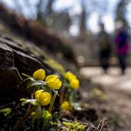 Jedovatý Talovín zimní už kvete. Není divu, drobné žluté kvítky bývají se začátkem jara vidět jako jedny z prvních.