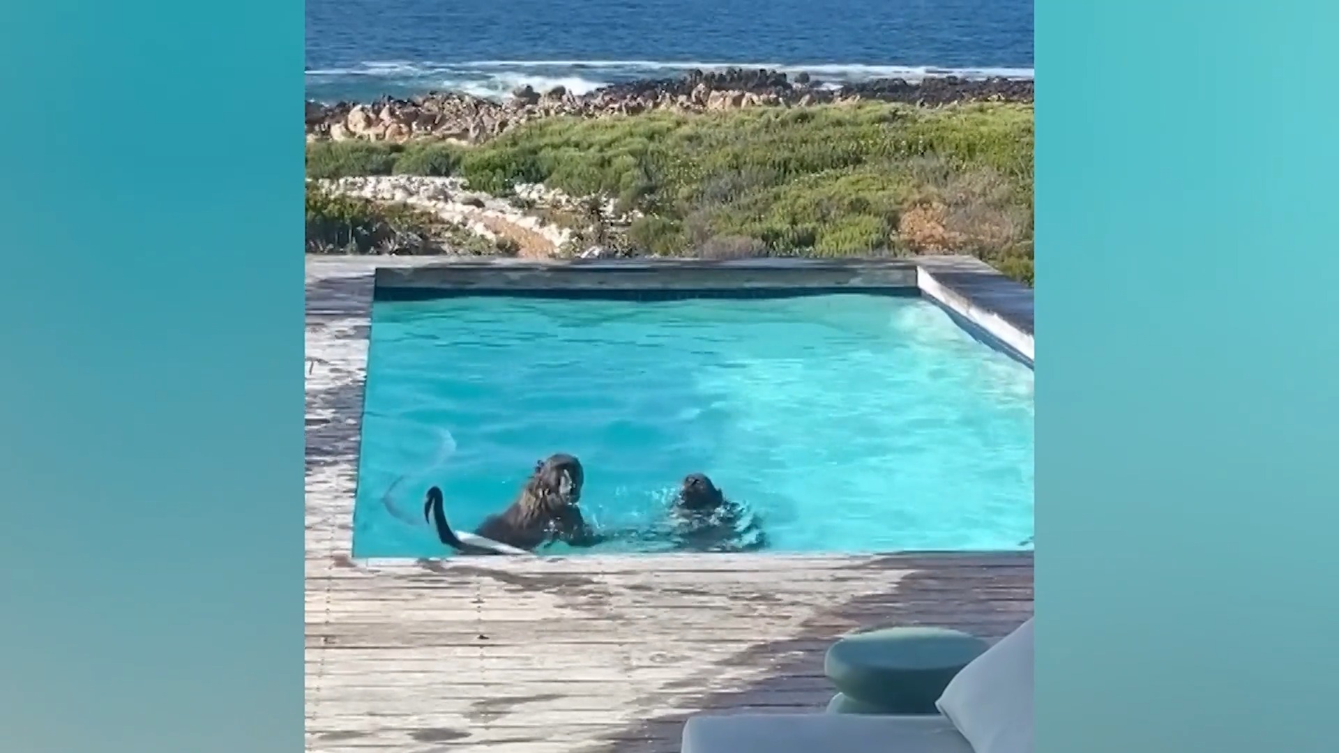 Sau khi tắm trong sự sang trọng ở Nam Phi, cả khỉ cũng thèm muốn