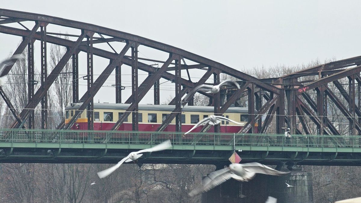 Ptačí chřipka se potvrdila u racka z pražské náplavky