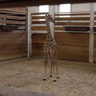 Po uvedení do většího boxu už si Lenny Lu občas krátce popoběhne, i když stále zůstává opatrný.