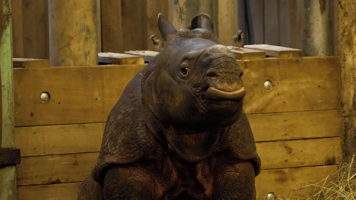 Je to lump. Plzeňské mládě nosorožce Apu překvapuje energií i rychlým růstem, jeho skotačení jsme natočili