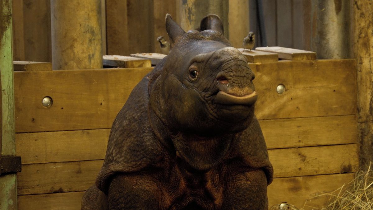 Je to lump. Plzeňské mládě nosorožce Apu překvapuje energií i rychlým růstem, jeho skotačení jsme natočili