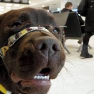 Labradorský retrívr Debbie