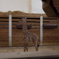 Novorozenec je pro Safari Park geneticky cenný přírůstek, v evropských zoologických zahradách se loni narodilo jen několik mláďat žirafy síťované.