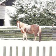 Zima na Kadově. Koně si budou muset na hřejivé teploty ještě počkat.