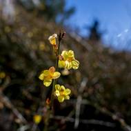 Jasmín nahokvětý pochází z Číny a Tibetu, je zvyklý růst v mnohem vyšších nadmořských výškách.