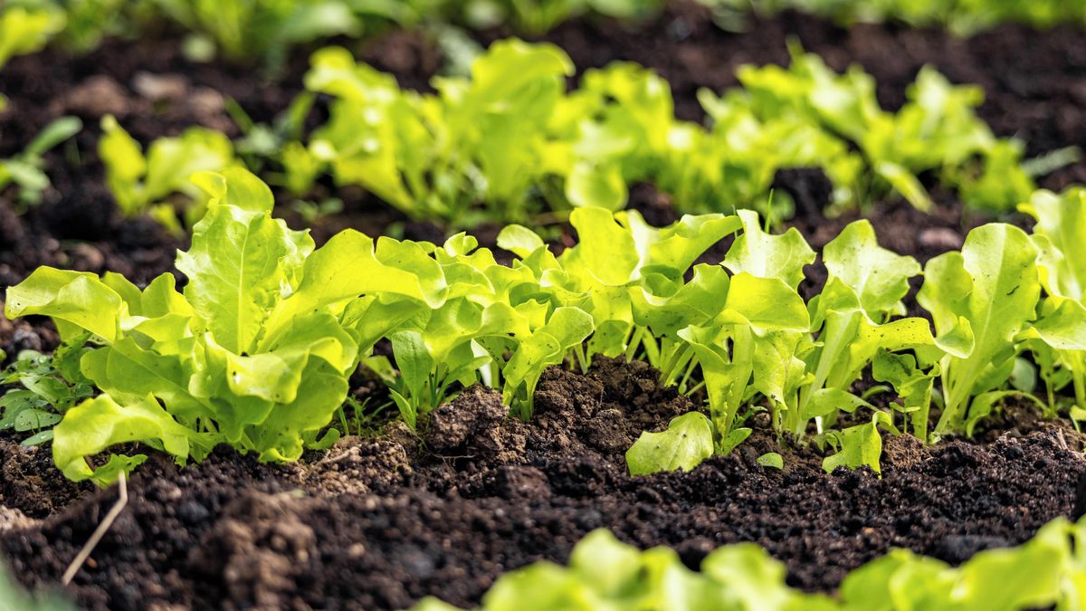 Začněte s výsevem první zeleniny ve skleníku