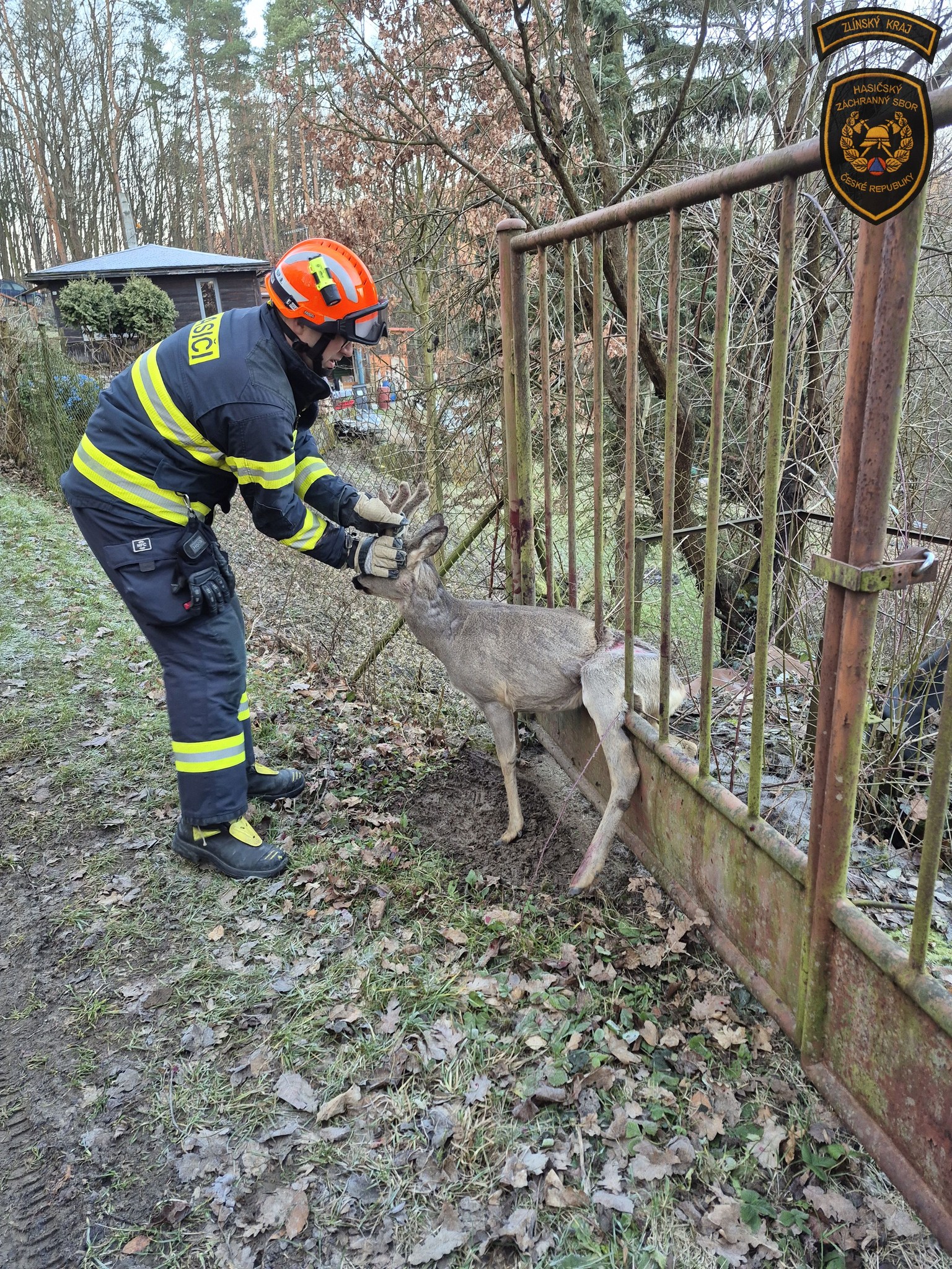 Hasiči na Zlínsku zachraňovali srnce. Zasekl se v kovové bráně