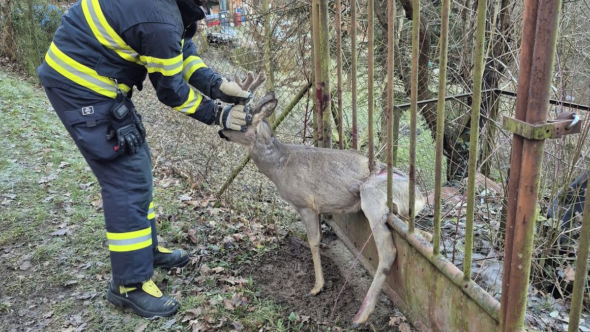 Hasiči na Zlínsku zachraňovali srnce. Zasekl se v kovové bráně