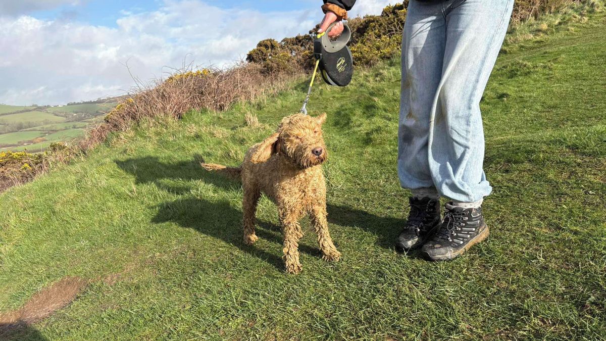 Záchrana fenky z útesu v Anglii trvala jedenáct hodin. Pomáhalo přes 40 lidí