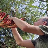 Květy se musí opylovat ručně.