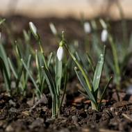 Sněženka podsněžník nemůže mezi prvními květinami blížícího se jara chybět.