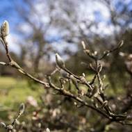 Magnolie už se chystá. Patří mezi nejdříve kvetoucí keře.
