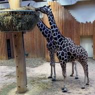 Safari Park Dvůr Králové je jedním z nejvýznamnějších chovatelů žiraf mimo Afriku a rostoucí Lenny Lu je jedním z jeho nejcennějších odchovů.