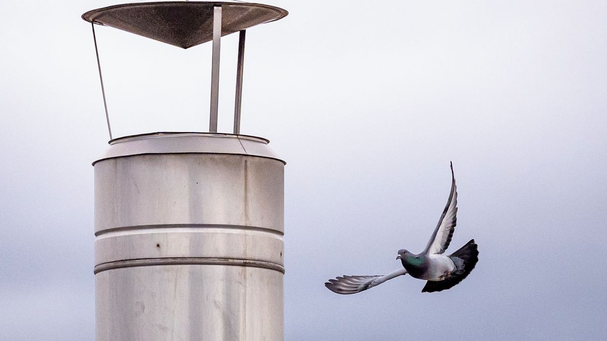 FOTO: Jako jediní mohou volně ven, v Brně chovají holuby ve věznici