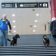 Výcvik asistenčních psů na letišti