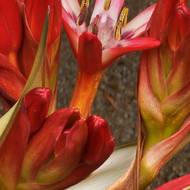 Detail květu rostliny Doryanthes palmeri. 