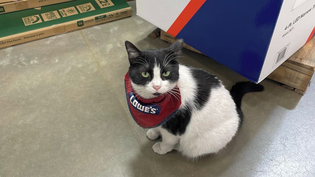 Americký obchod propustil oblíbenou kočku, lidé podepisují petici