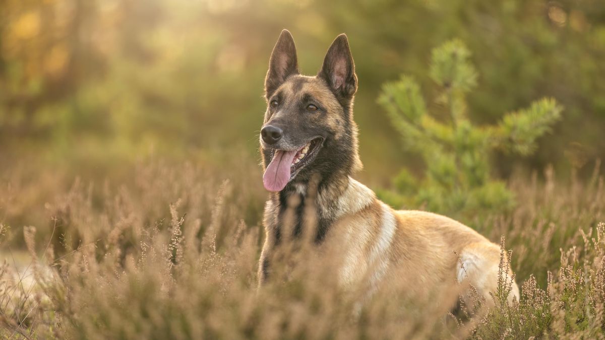 Nizozemec dostal desetitisícovou pokutu za to, že jeho fena má příliš často štěňata
