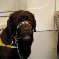 Výcvik asistenčních psů na letišti