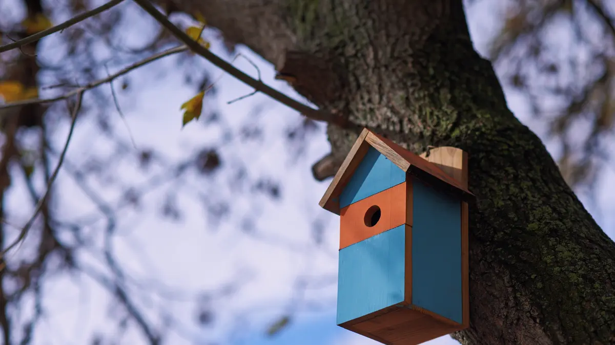 Využijte teplo na zahradě. Je nejvyšší čas vyčistit ptačí budky, než dorazí první nájemníci