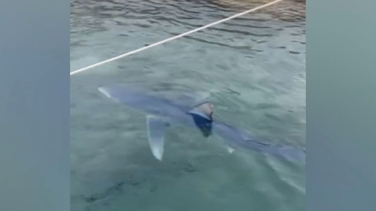 Kolem Ibizy krouží až třímetrový žralok, pravděpodobně zabloudil