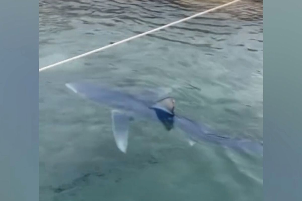 Kolem Ibizy krouží až třímetrový žralok, pravděpodobně zabloudil