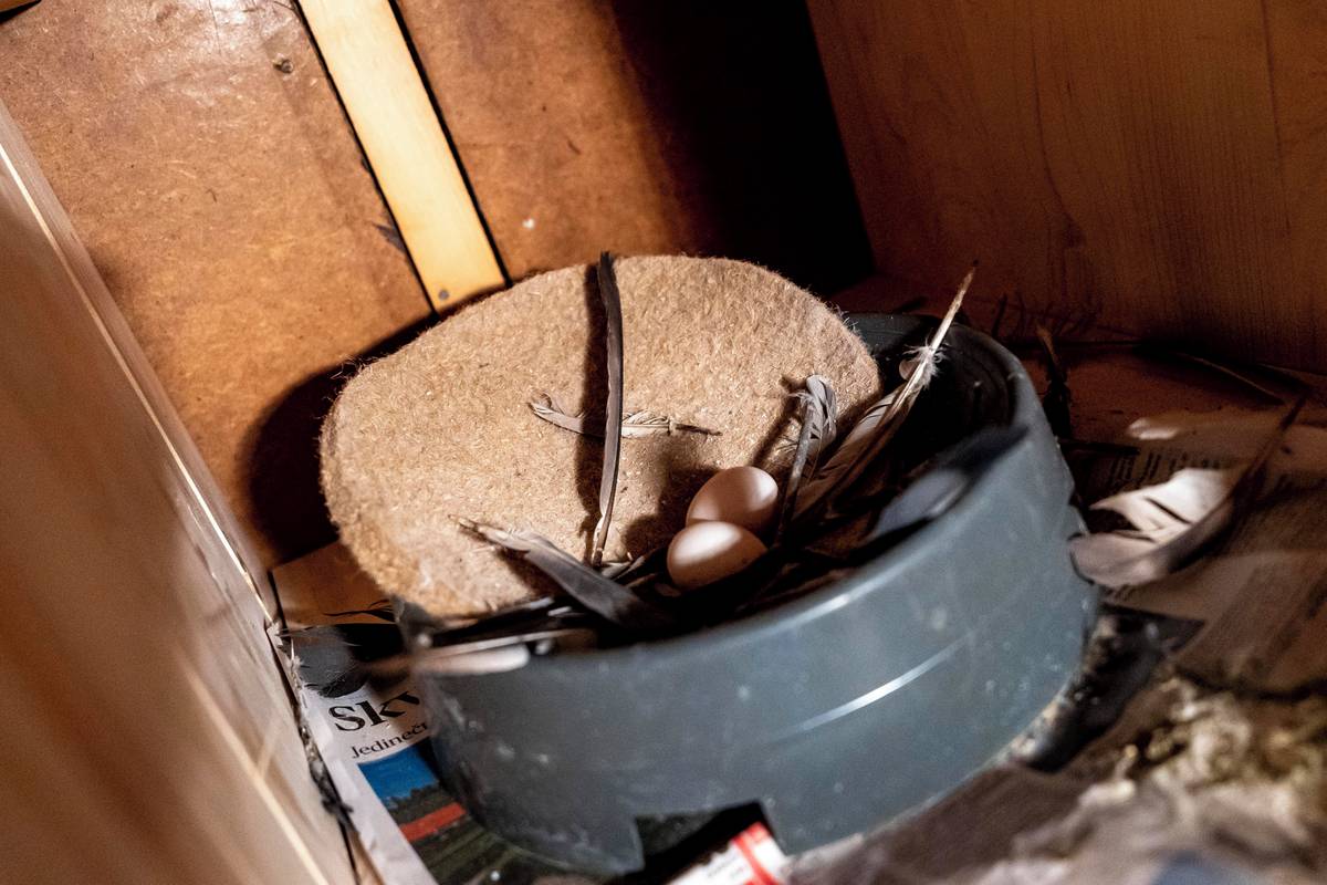 V holubníku už hnízdí první ptáci a vidět jsou první vajíčka.