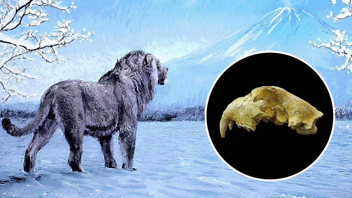 Tygři z Japonska byli ve skutečnosti jeskynní lvi, ukázala analýza fosilií