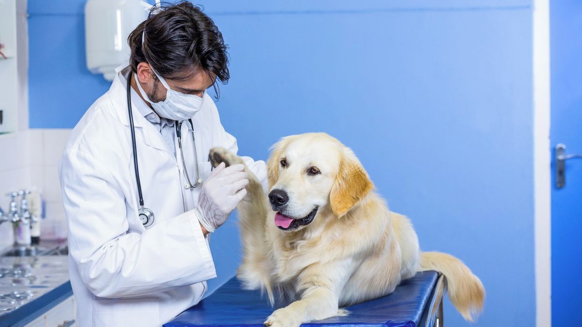 Psa nebo kočku lze pojistit proti nemoci či úrazu. Ale má to své výjimky