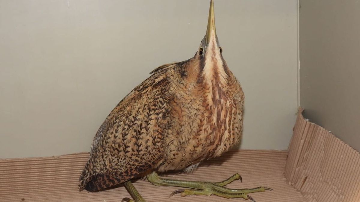 Na Novojičínsku našli vzácného ptáka, byl vysílený zimou a hladem