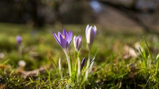 Jaro to v závěru týdne rozbalí, bude až 17 °C