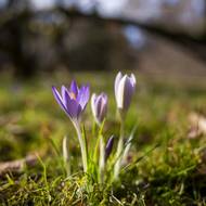 Jaro dělá pokusy, vystrkuje krokusy… Šafrán Tommasiniho (krokus) otevírá fialové květy slunečním paprskům.