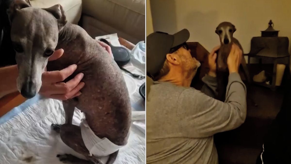 Veterinář nedával fence naději, díky AI stále žije