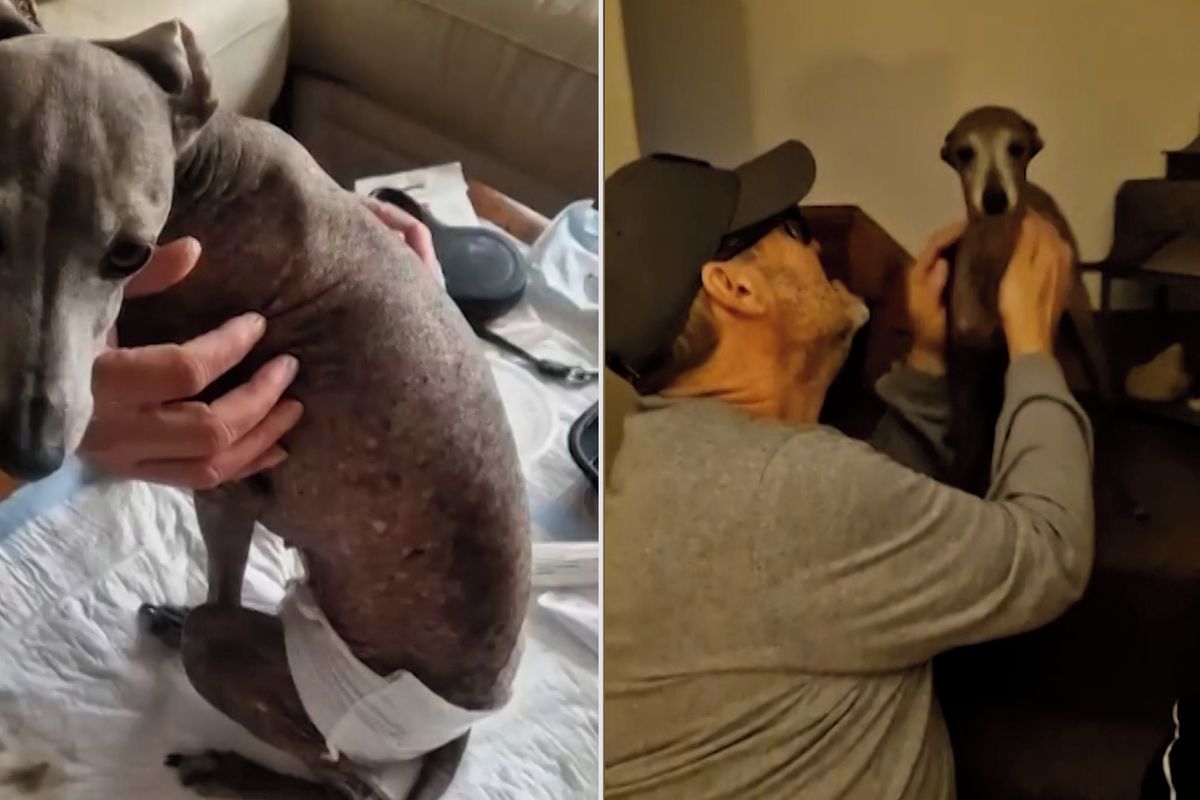 Veterinář nedával fence naději, díky AI stále žije