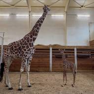 Lenny Lu se narodil 28. ledna samici Lentilce, která se o něj jako prvorodička stará překvapivě pečlivě.