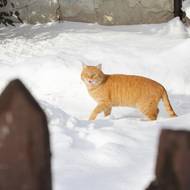 Sněhu se kočka u jedné z kráteckých chalup nezalekla, fotografa ano.