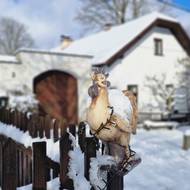 Jednu z chalup na Krátké „hlídá“ keramický kohout.
