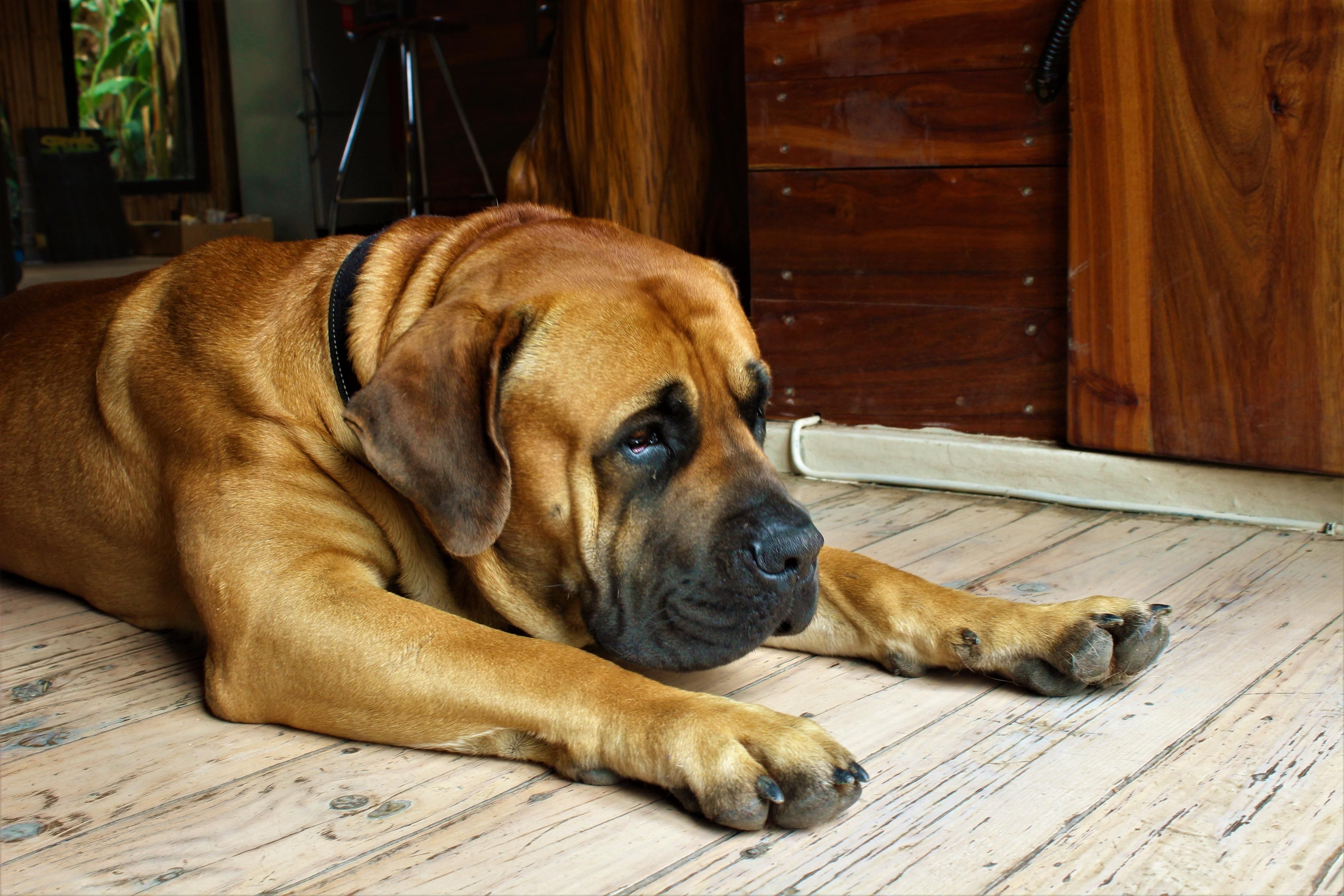 Boerboel